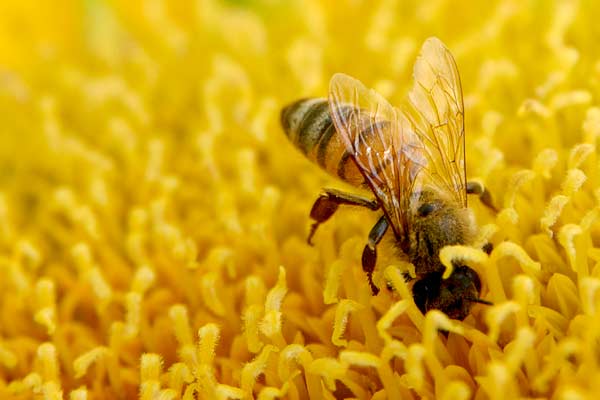 Prodotti propolis Kos