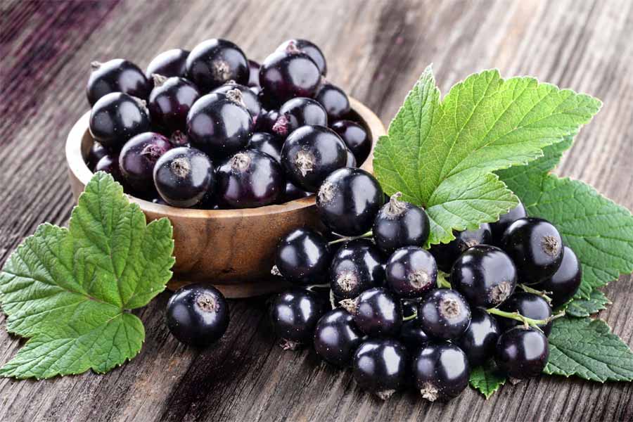 Ribes nigrum proprietà
